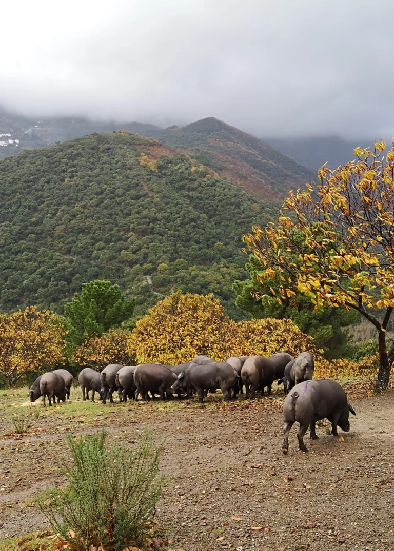 Ibericos Langenal Iberotur del Cerdo iberico 1 1 768x1075