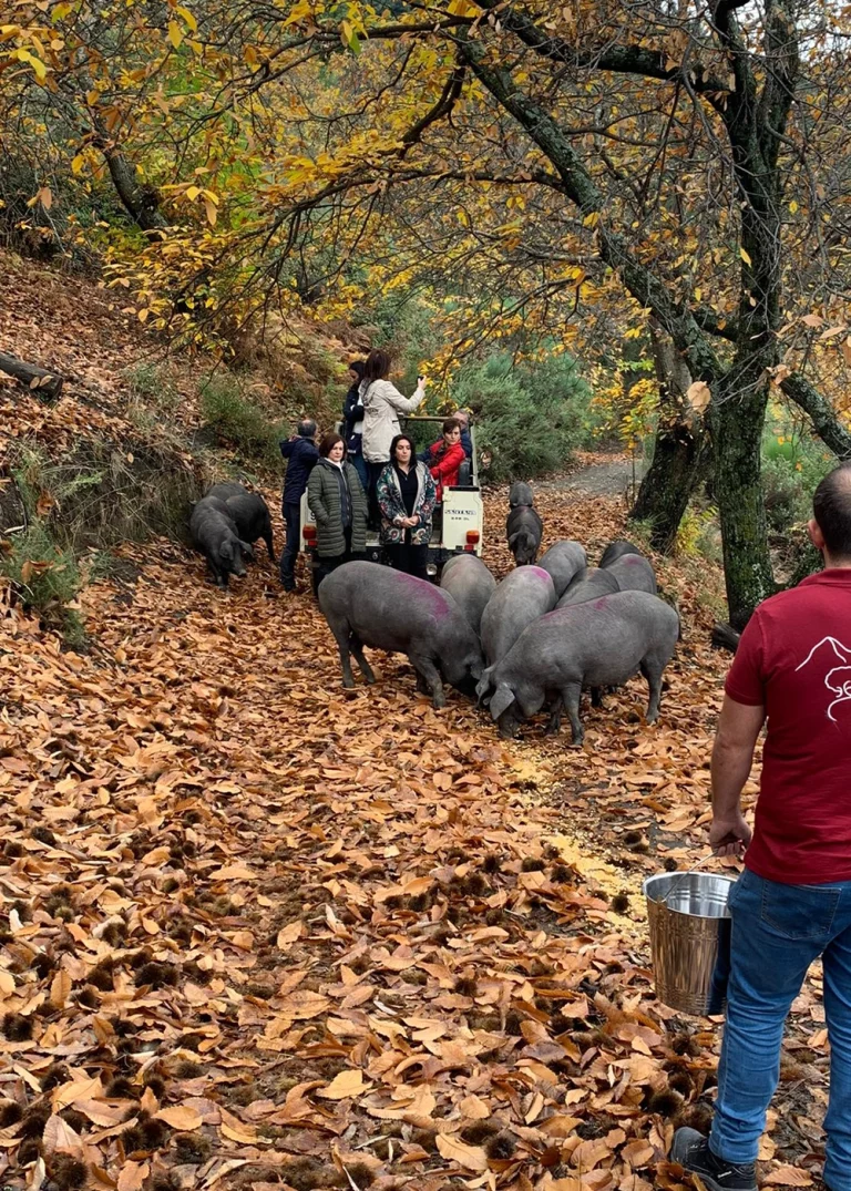 Ibericos Langenal Iberotur del Cerdo iberico 2 1 768x1075
