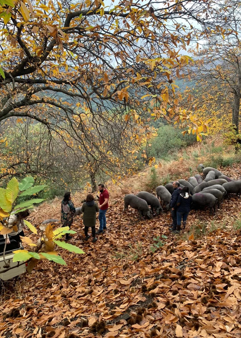 Ibericos Langenal Iberotur del Cerdo iberico 5 768x1075