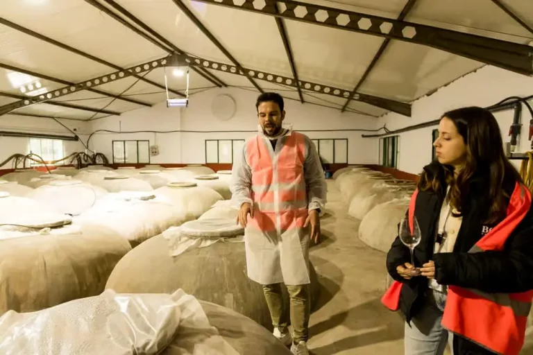 Tour del vino y aceite de oliva 1 1 768x512