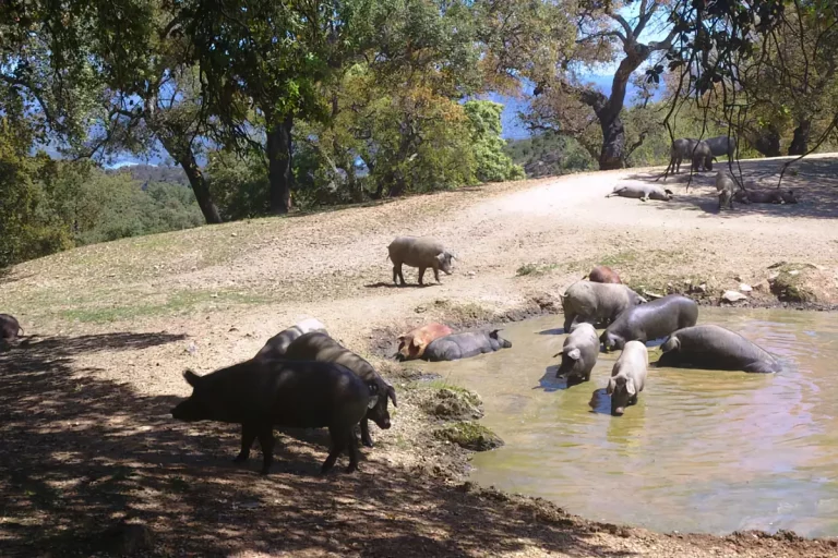 cerdos ibericos en dehesa tour cerdo iberico aracena 768x512