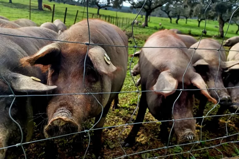 cerdos ibericos tour cerdo iberico aracena sierra huelva naturanda 1 768x512