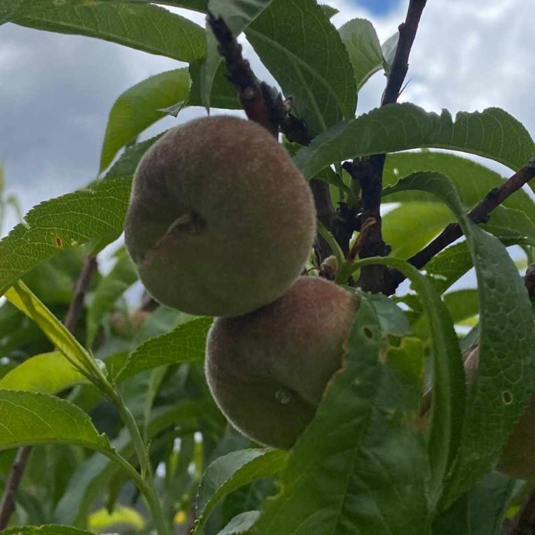 finca ecologica solmark 5 768x768