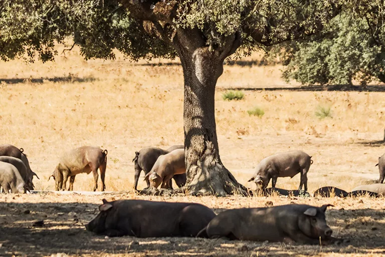 varios cerdos ibericos descansando en dehesa tour cerdo iberico aracena sierra huelva naturanda 1 768x512