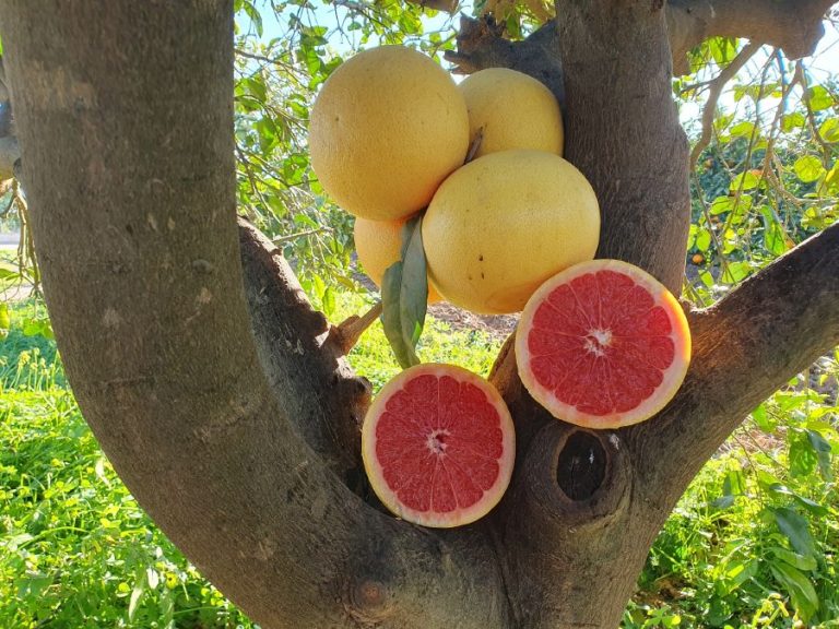 visita finca juanito orange 15 1 768x576