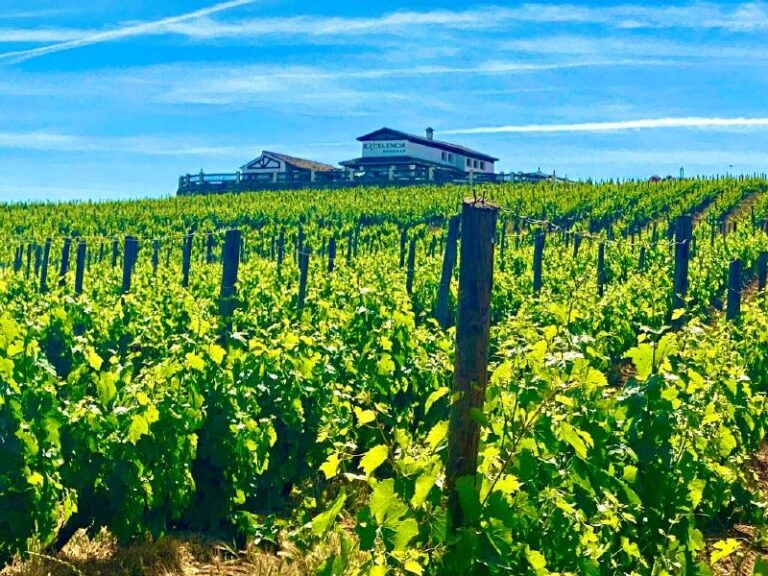 Bodega excelencia Enoturismo en Ronda