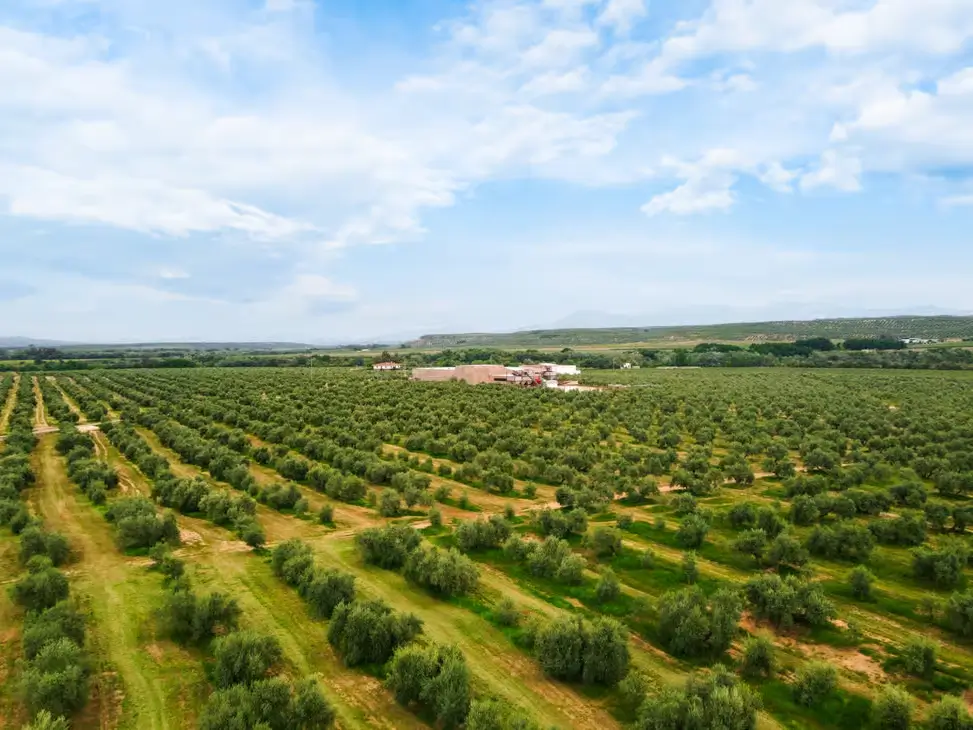 oleoturismo-jaen-ruta-cata-aove (3)
